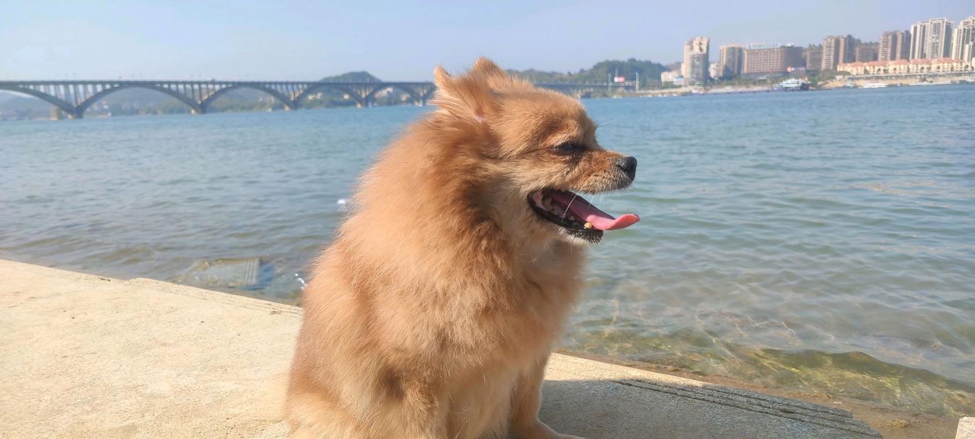 博美感冒症状详解（揭秘博美感冒的常见症状及其处理方法）