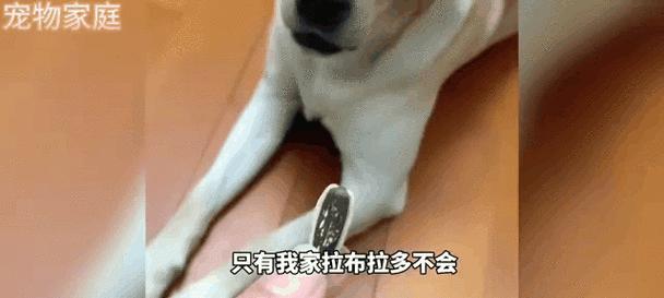 狗感冒时不食物为何？（探究狗感冒期间食欲不振的原因和应对措施）