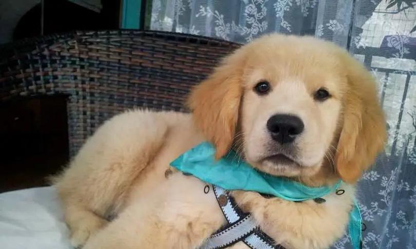 深入了解金毛犬（探索金毛犬的特征、训练和护理，成为理想的家庭伴侣）