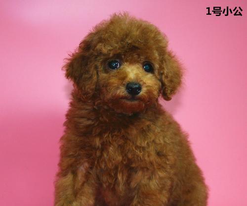 贵宾犬疫苗接种时间（了解贵宾犬疫苗接种时间表，预防疾病的关键一步）