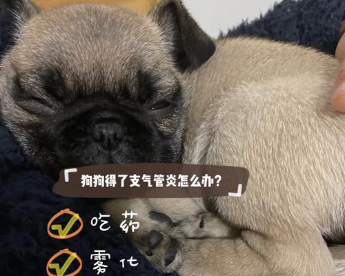 猫得支气管炎的原因及防治方法（探究猫得支气管炎的症状、治疗和预防措施）
