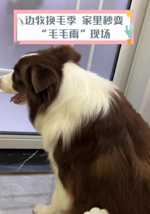 边牧一年四季换毛的奥秘（揭秘边牧毛发换新的时机与技巧）