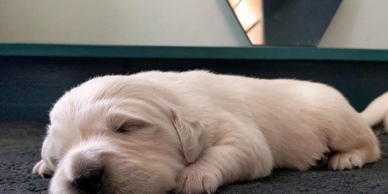 金毛幼犬的营养需求（为你的金毛宝宝提供均衡饮食，关键在于什么？）