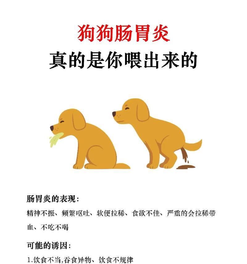 小狗肠炎的喝药好办法（有效喝药方法及注意事项）