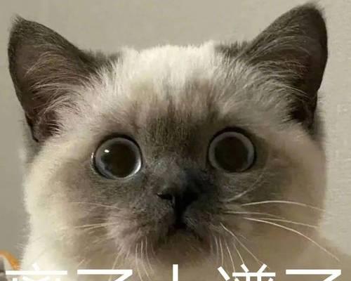 家养小猫的弊端及如何应对（探索家养小猫的烦恼，为幸福共处寻找解决方案）