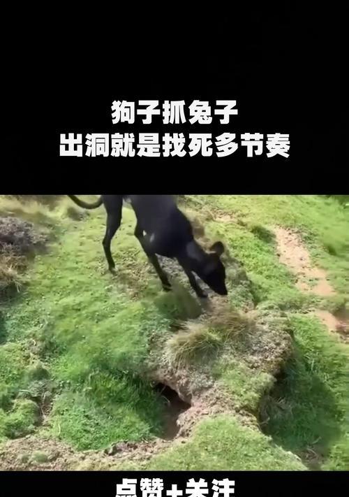 追寻速度的乐园——给你的兔子狗起个什么名字好？（寻找兔子狗的最佳名字和）