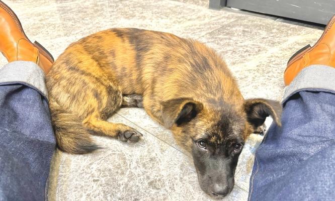 胡子飘逸的狗狗——长胡子犬种的魅力（探索胡须犬世界，追寻古老的美丽守护者）