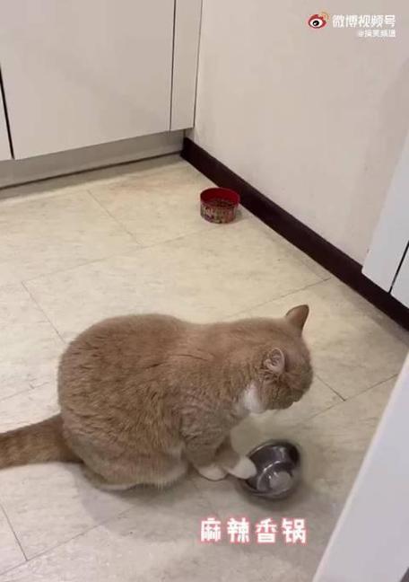 喂养注意（揭秘猫咪饮食习惯及可能的原因）