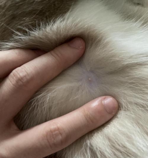 揭秘猫身上的白色物质——猫咪的分泌物（了解猫咪分泌物的成分和功能，维护猫咪健康）