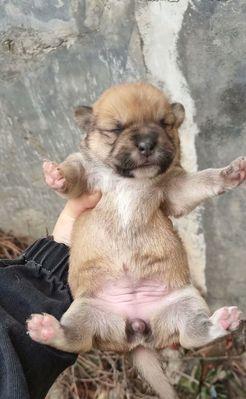 刚满月的狗狗应该喂什么？（为你的小狗提供适当的食物和营养）