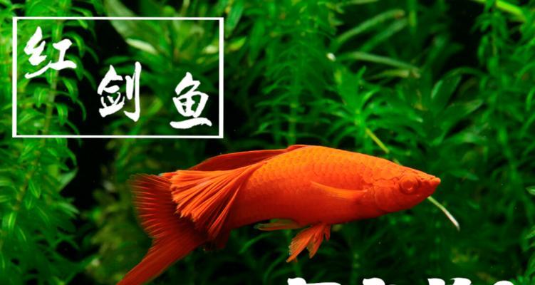 小红箭鱼的饲养之道（以什么为主要食物来喂养小红箭鱼？）
