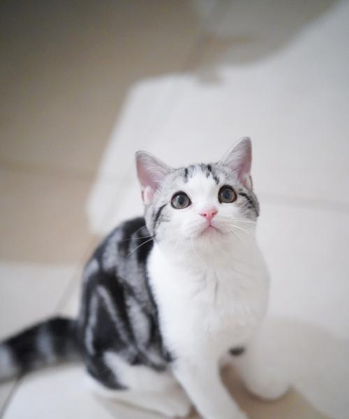 美短猫的魅力与特点（探寻美短猫的优雅与聪明）