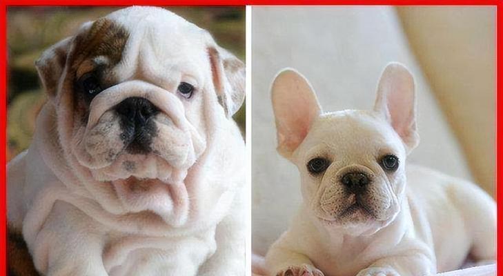 七个月的斗牛犬该怎么吃？（合理饮食让你的宠物健康快乐）