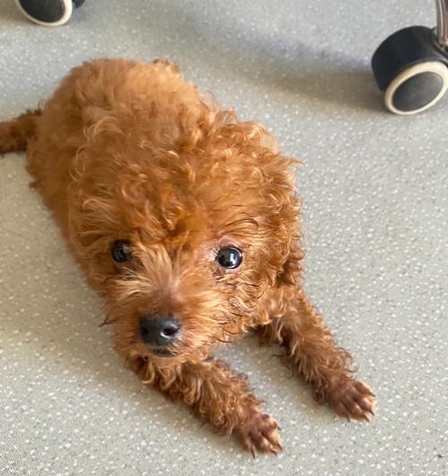 不纯的泰迪犬（揭开不纯泰迪犬的外貌秘密，了解其特征与发展）