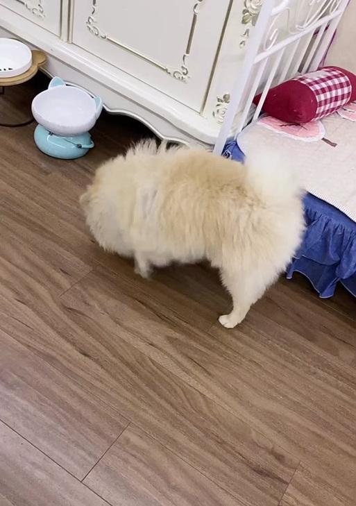 3月的博美犬适合食用哪些水果？（了解适合博美犬的水果，给它们带来健康与快乐）
