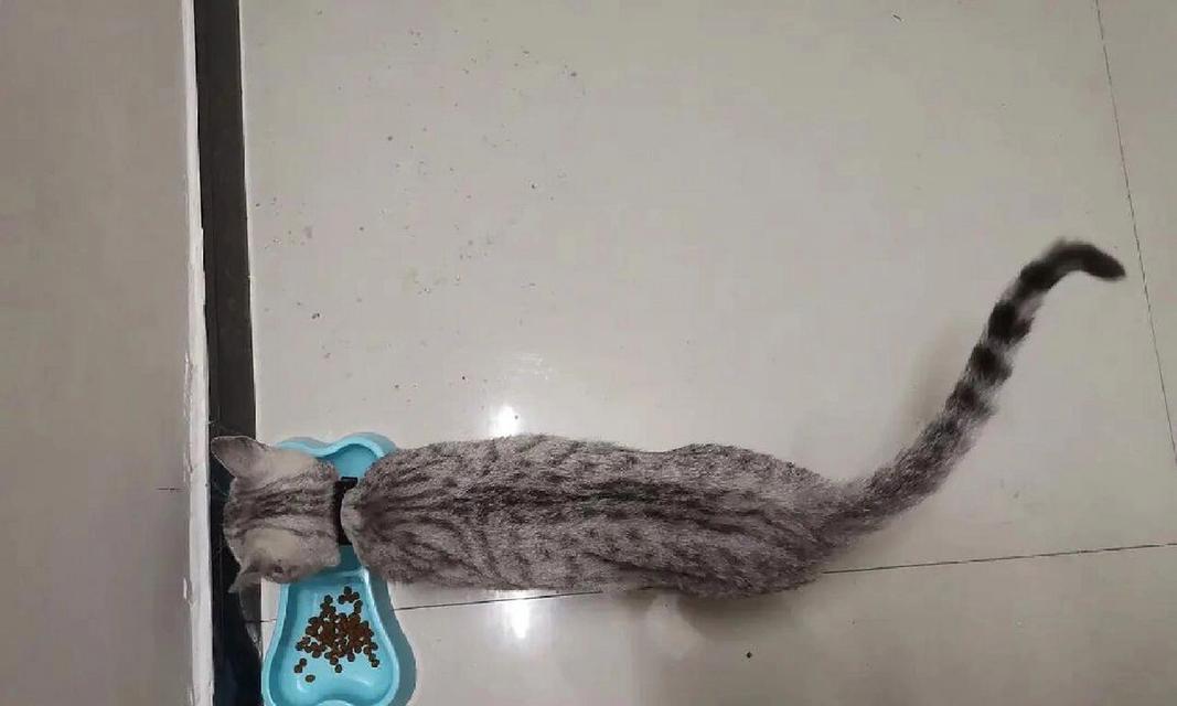猫咪生病为什么什么都不吃？（了解猫咪食欲不振的原因及应对措施）