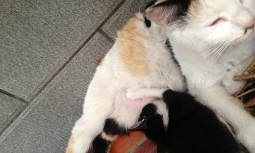 喂养奶猫的正确方法（保证幼猫健康成长的饲养技巧）