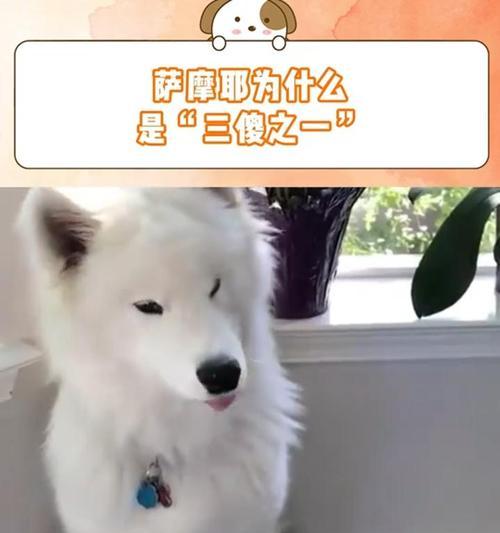萨摩耶细小犬的特点与养护（探秘萨摩耶细小犬的身世和饲养技巧）