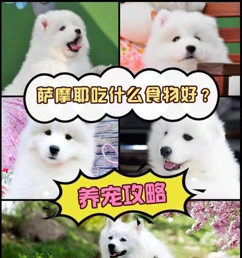 如何用廉价食物满足穷人萨摩耶的饮食需求（为穷人养活萨摩耶，这些低成本食物是关键）