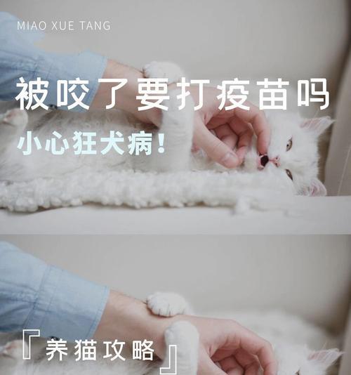 被猫咬后该打什么针？（猫咬伤后的防治措施及应急处理方法）