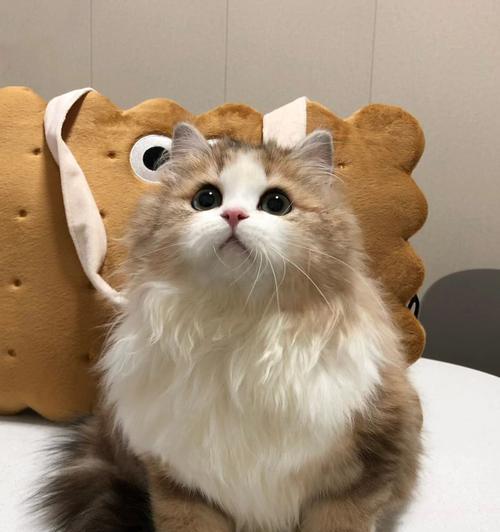 适合过敏人士养的猫咪种类（针对猫咪过敏人士，以下是适合养的猫咪种类及其特点）