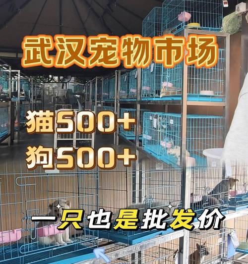 阿拉斯加犬病后的站立问题（为什么阿拉斯加犬病后不能站立？）