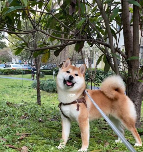 柴犬成长（看柴犬的成长历程，了解它们的变化和特点）