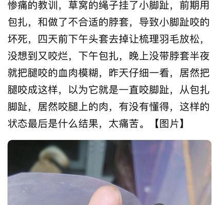 鹦鹉为何被咬死？（探索鹦鹉被攻击的原因与解决办法）