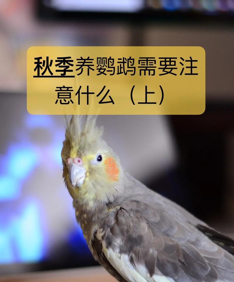 选择鹦鹉作为宠物的最佳品种（了解鹦鹉的性格与特点，选择适合自己的宠物）