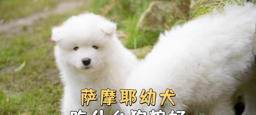 以萨摩耶吃什么味的狗粮？（选择适合萨摩耶的狗粮是个关键）