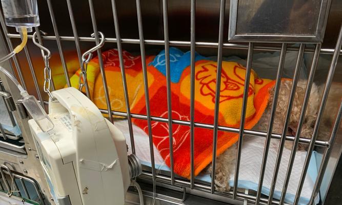 宠物安乐死的原理与实施方式（探讨宠物安乐死的伦理和实践）