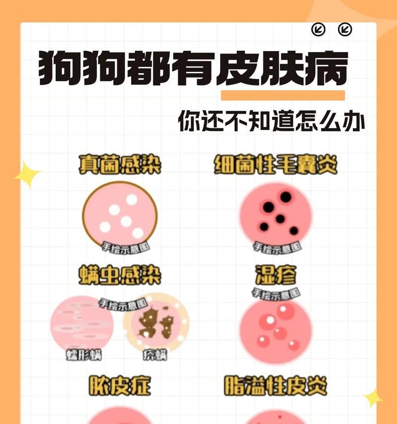狗狗皮肤病能传染给人吗？（了解狗狗皮肤病传播给人的关键信息）