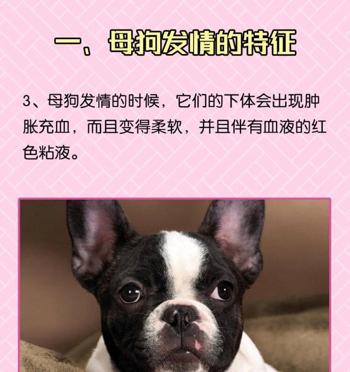 母狗绝育后的缺点（探讨母狗绝育对健康和行为的不良影响）
