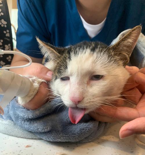 为救助猫，你该打什么电话？