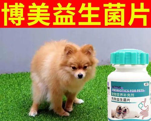 小狗肠胃不好，吃什么？（为你的小狗选择适合的食物）