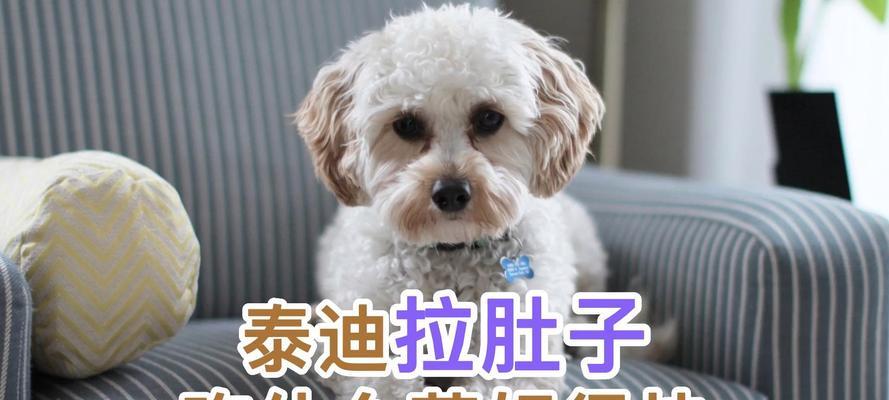 小狗经常拉肚子该吃什么药？（有效药物治疗狗狗腹泻的方法和建议）