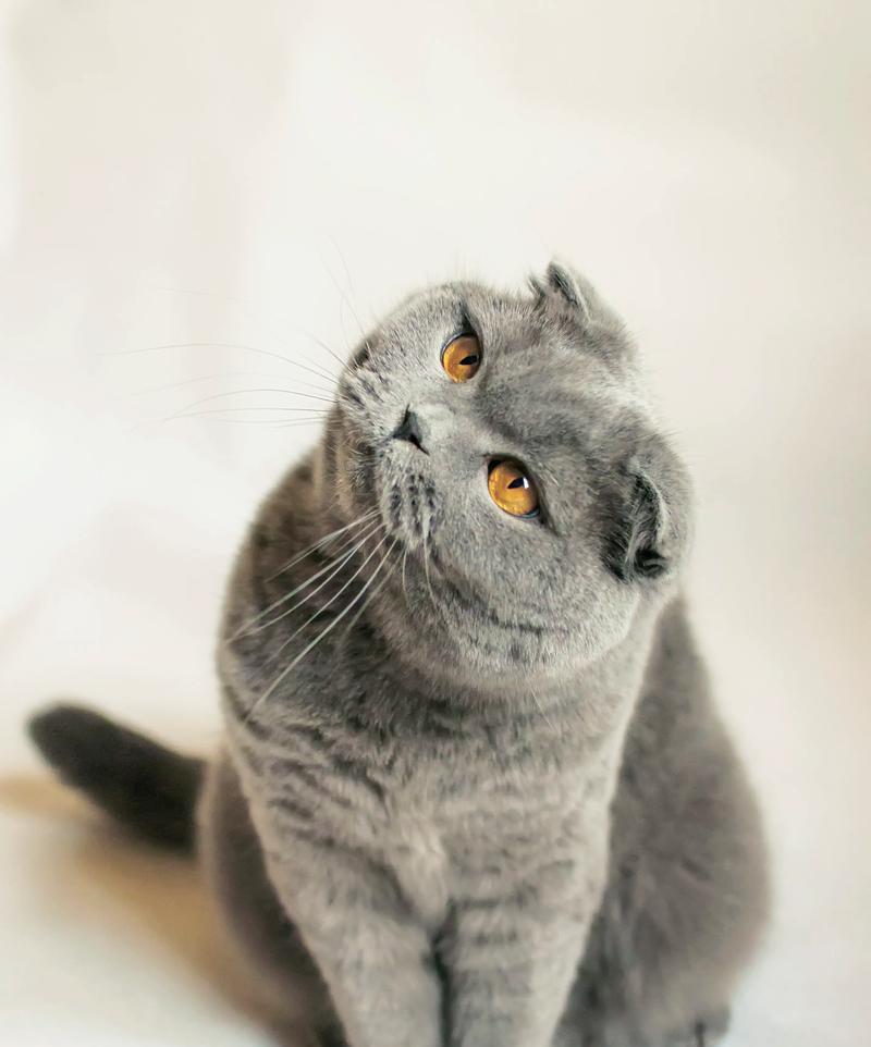 猫为什么爱舔自己？（探寻猫咪舔毛的原因与意义）