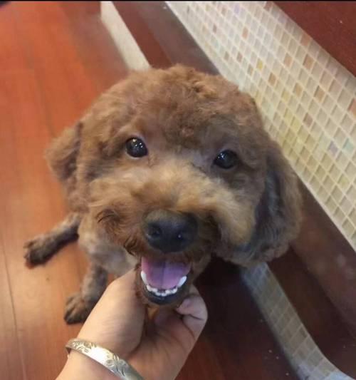 泰迪犬的丰富毛色（探索泰迪犬毛色世界的奇妙魅力）