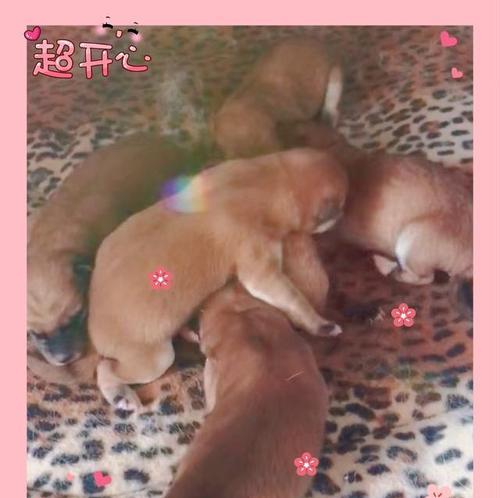 狗狗何时需要补钙？（了解狗狗补钙的最佳时机）