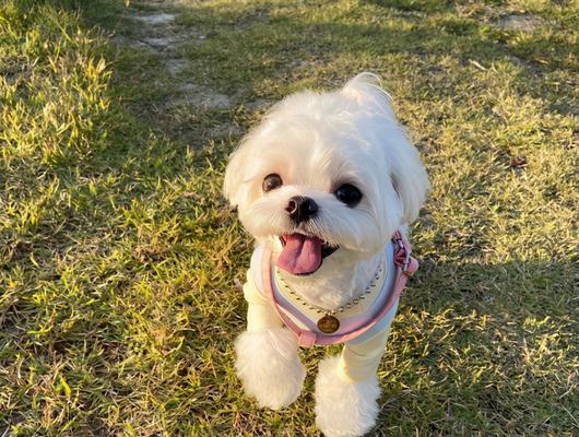 马尔济斯犬眼白黑暗饮食指南（为你的宠物提供健康均衡的饮食）