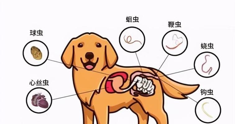狗狗拉肚子的原因及处理方法（探索狗狗拉肚子的常见原因，以及应对措施）