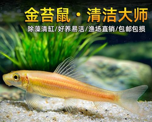 清道夫鱼（探索神秘海洋，了解清道夫鱼的奇妙世界）