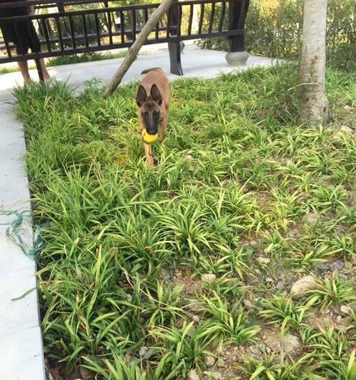 台州马犬配种地点的选择（了解台州马犬配种适宜的环境和条件）