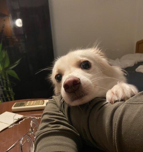 黄头白身的小狗——可爱的柯基犬（探秘柯基犬的特点与魅力）