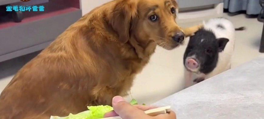 为什么金毛不能吃猪肉？（探寻金毛犬不能食用猪肉的原因及影响）