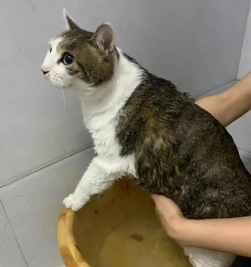 如何给猫洗澡——照顾你的爱宠的必要之举（猫咪日常清洁的关键要素及步骤）