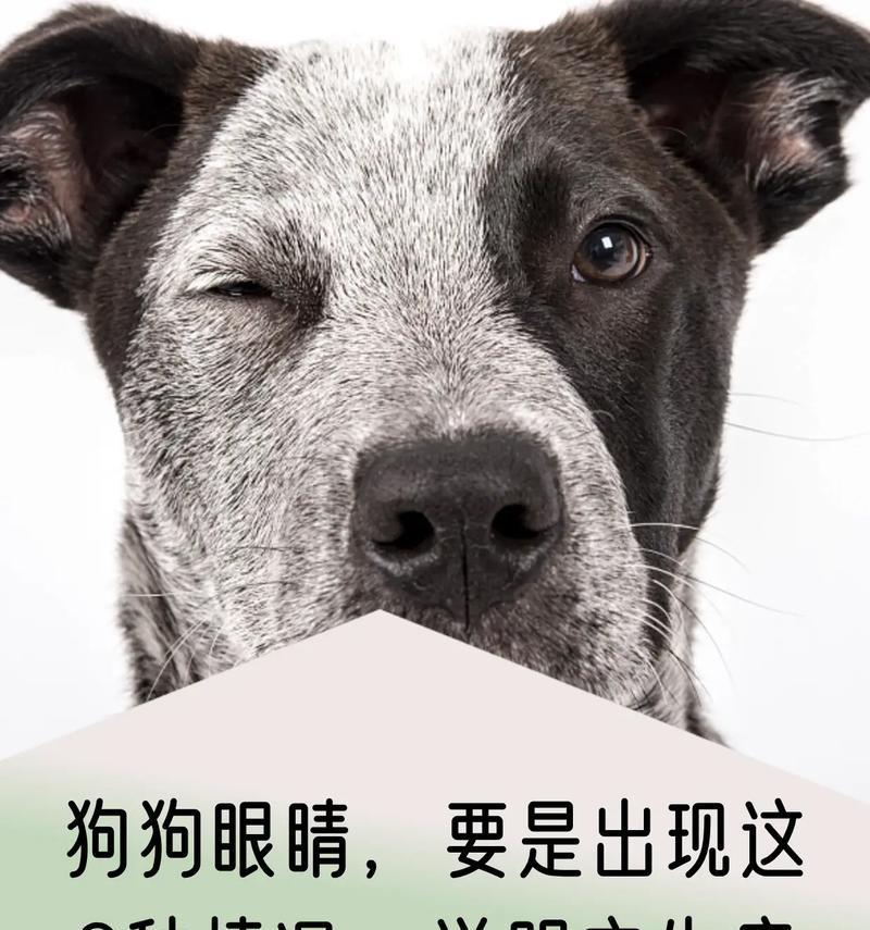 眼睛通红的原因及预防方法（揭秘眼睛通红背后的健康问题和解决办法）