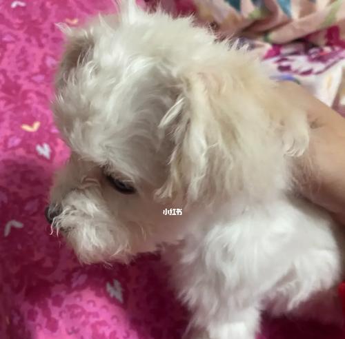 比熊毛发越来越黄的原因及解决方法（探究比熊毛发变黄的原因，提供有效的改善方案）