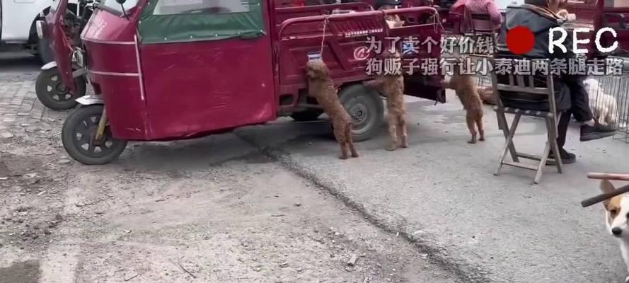 以泰迪散步为何不看我？（泰迪狗是如何忽视主人的指示和注意力的？）