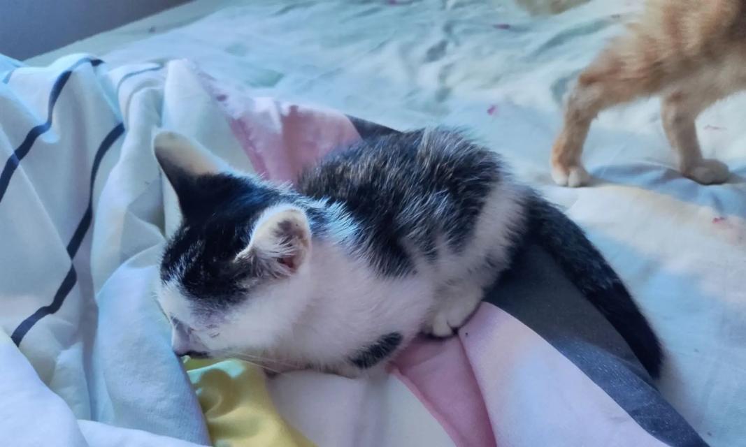 奶猫眼睛流脓的原因及处理方法（十多天的奶猫眼睛为什么会流脓？如何处理眼部感染？）
